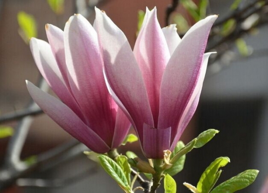 清雅的紫玉兰花