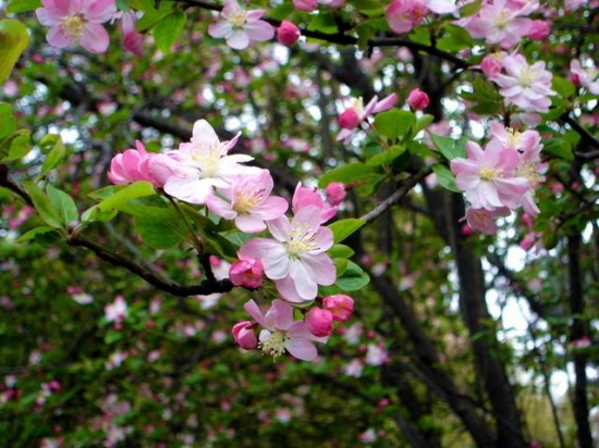 漂亮的海棠树
