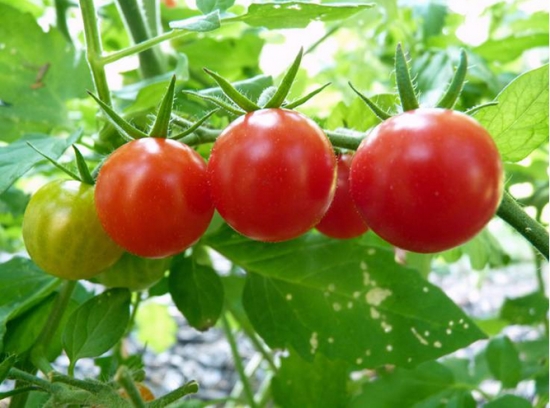 西红柿什么时候种植：当地晚霜期后种植