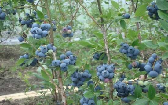 蓝莓什么时候种植：种植时节是秋天