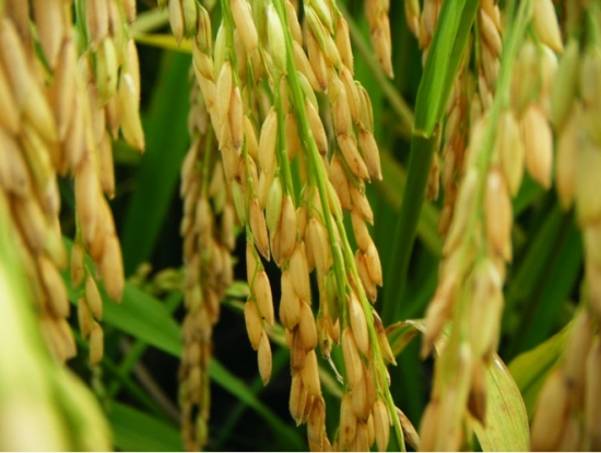 饱满米粒的水稻