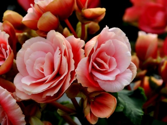 美丽的玫瑰海棠