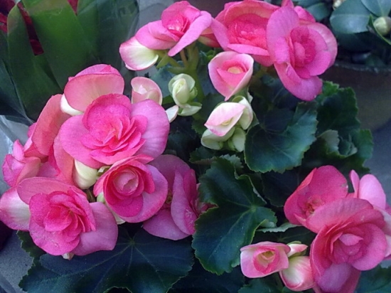 迷人的玫瑰海棠