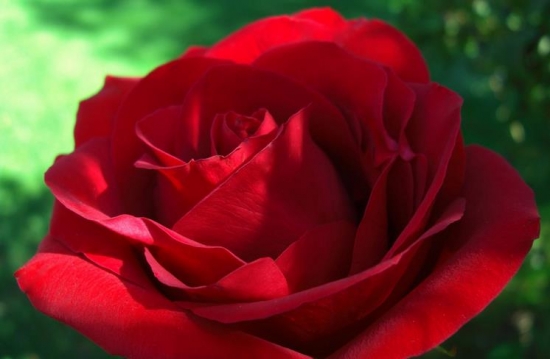 妖艳的玫瑰花