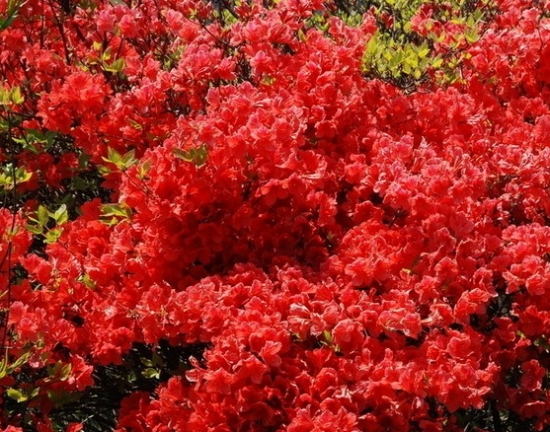 映山红花期：花期短,花朵艳丽动人