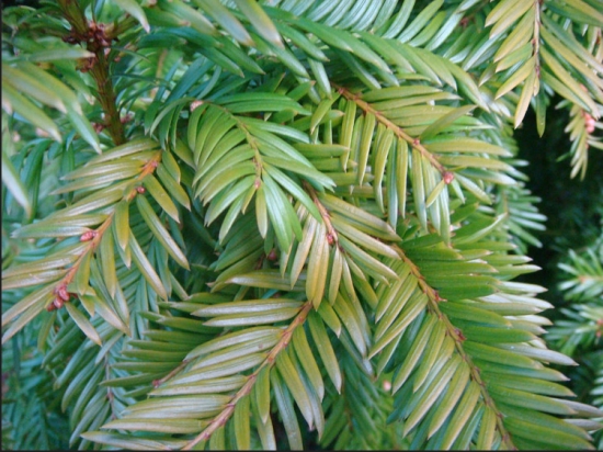 红豆杉的养殖方法和注意事项：喜荫耐荫