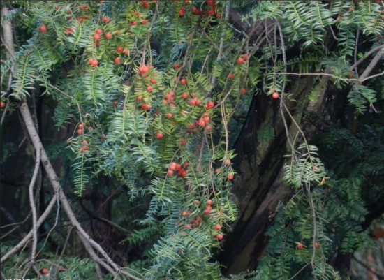红豆杉的养殖方法和注意事项：喜荫耐荫