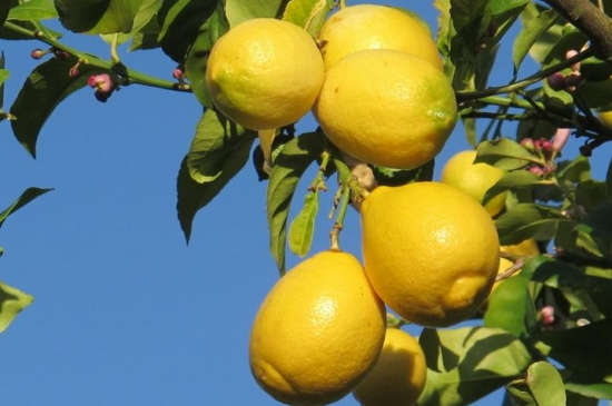 树上的鲜柠檬 