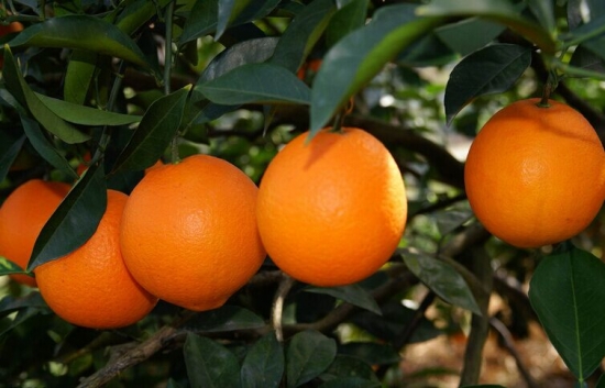 悬挂中的橙子