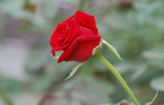 玫瑰花花语：纯洁的爱,美丽的爱情