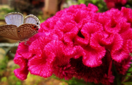 引蝶的鸡冠花