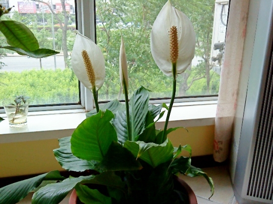 我家窗户边的白鹤芋花