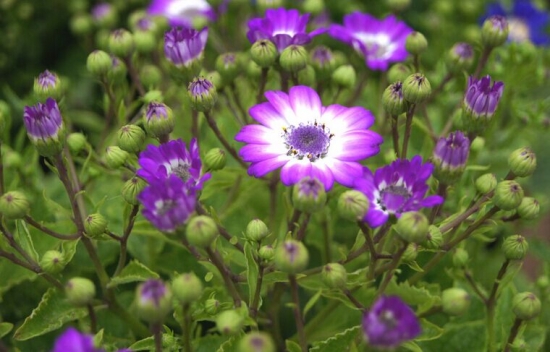 紫白瓜叶菊也不赖