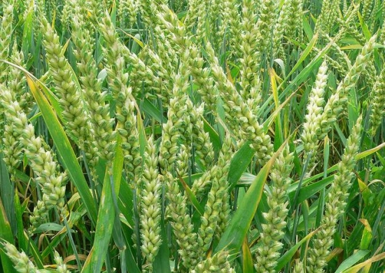 小麦自然生长