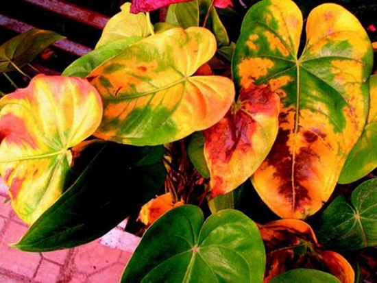 红掌叶子发黄：土壤不适也影响着生长