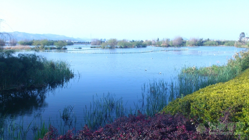 云南滇池湖滨湿地主要植物生长气候响应与净化功能研究启动