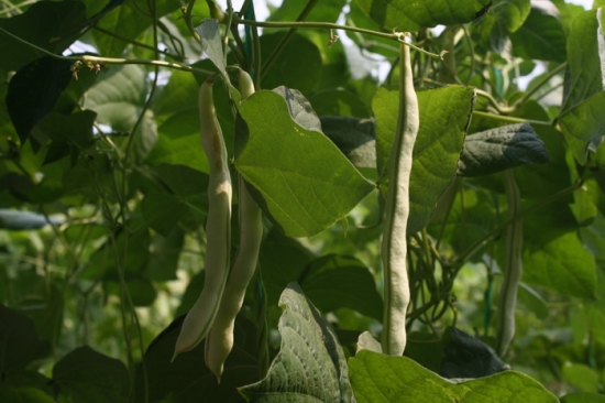 成熟的芸豆