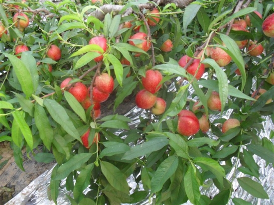 茂盛大棚油桃