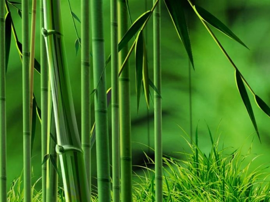 竹子的诗句，丰富且有韵味