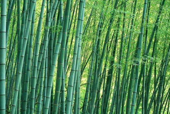 竹子的诗句，丰富且有韵味