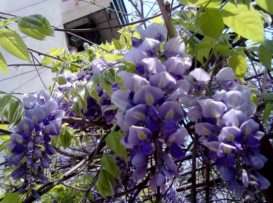 浪漫的紫藤花