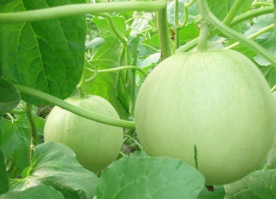 香瓜种植技术：五种香瓜的种植要点