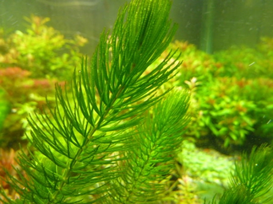 水中的金鱼藻