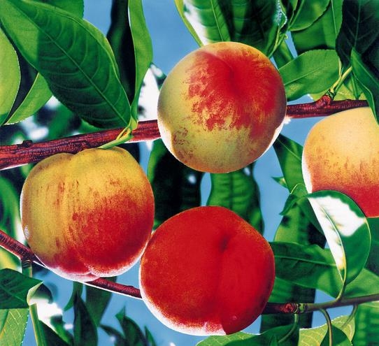 水蜜桃的功效与作用：不止有调节血糖作用