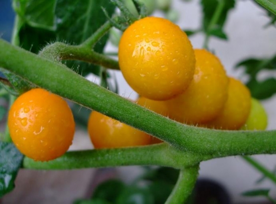 圣女果种植：关于圣女果的养殖方法和注意事项