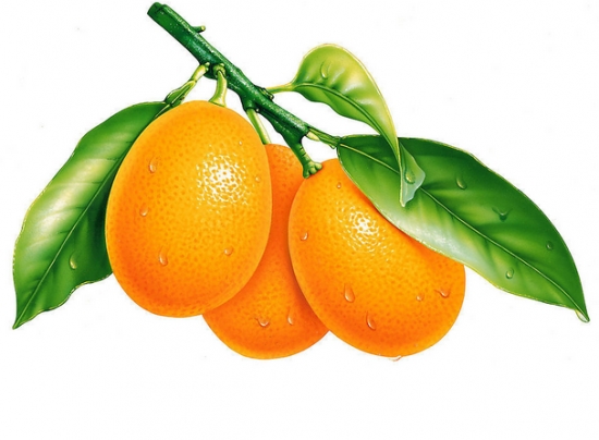 金橘的养殖方法：金橘的水肥管理要得当