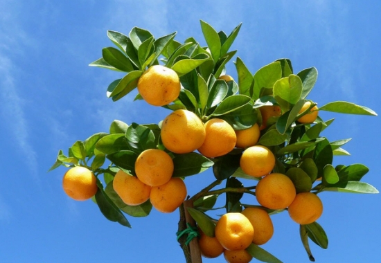 金橘的养殖方法：金橘的水肥管理要得当