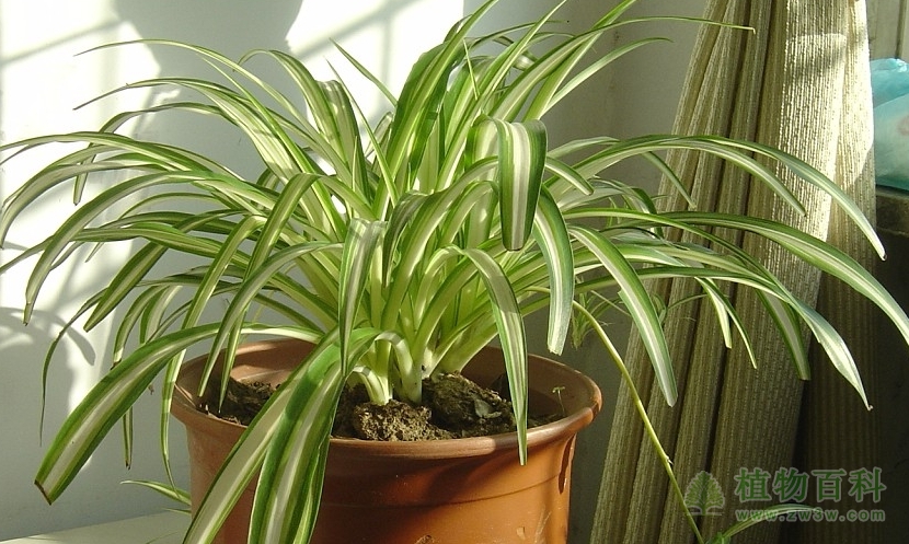 哪些植物养在室内可以净化空气，吸附有害气体？