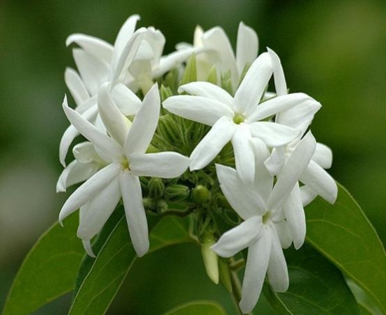 白色的素馨花 
