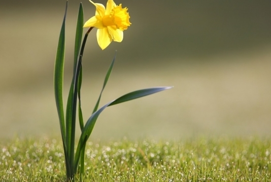 冬季水仙花的养殖方法：注意温度、阳光、水分