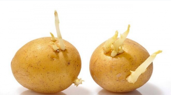 发芽的土豆能吃吗？有毒不能吃