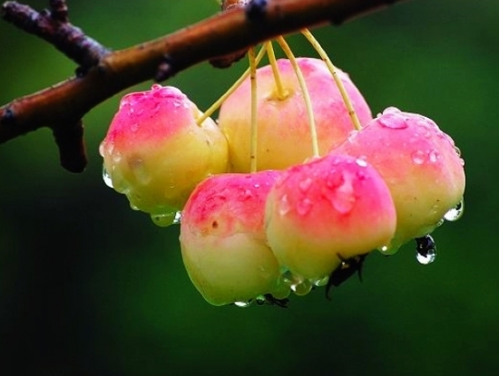 雨后海棠果