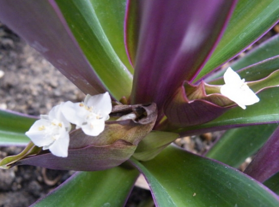 紫背万年青的养殖方法 植株不能忍受干燥的空气 花语网