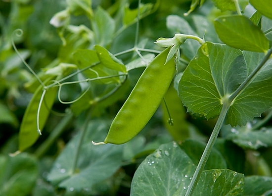 豌豆的功效与作用：含有丰富的B族维生素