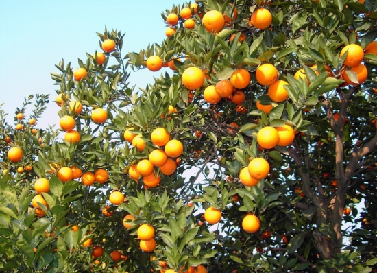 脐橙树