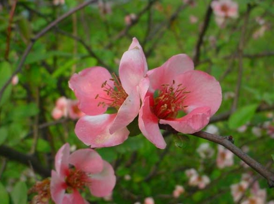 粉色木瓜海棠