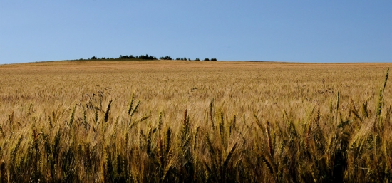 大麦和小麦的区别：大麦麦芒长，小麦麦芒短