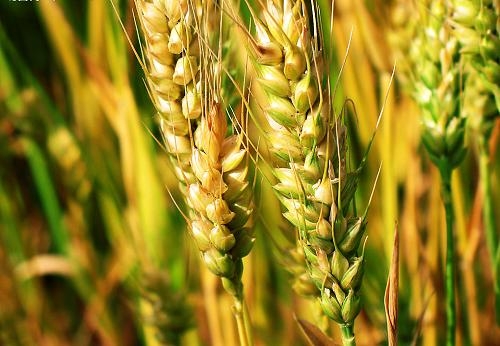 大麦和小麦的区别：大麦麦芒长，小麦麦芒短