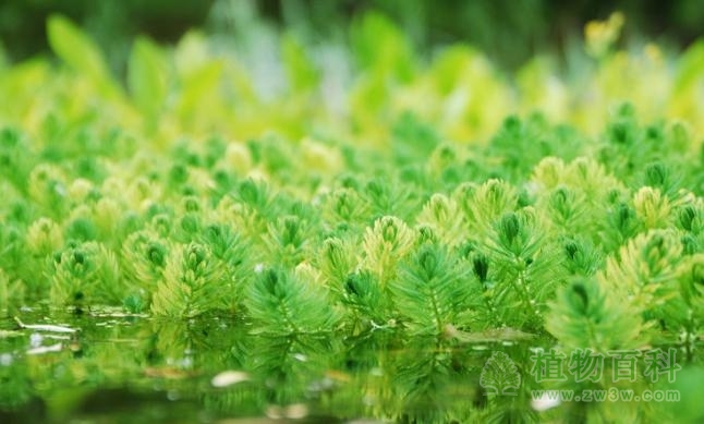 有可能植物祖先就是来自陆生而非水生的绿藻