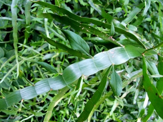 竹节蓼叶