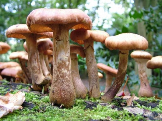蘑菇的种植方法：温暖阴湿，富含有机质