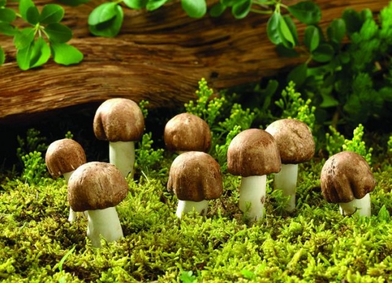 蘑菇的种植方法：温暖阴湿，富含有机质