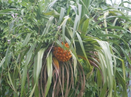 露兜树的养殖方法：性喜高温高湿、冬季注意防寒