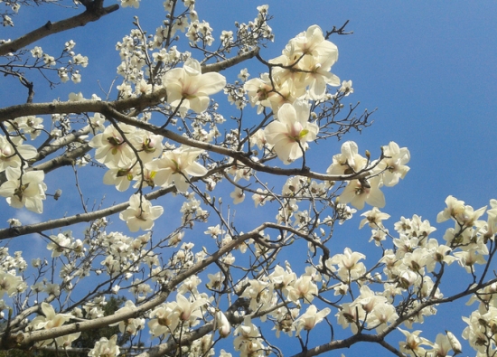 盛开的玉兰花树