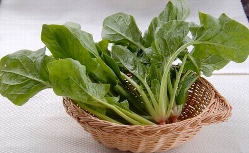 青菜有哪些：一般指绿色的大叶蔬菜
