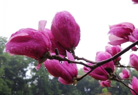 雨后的紫木棉花